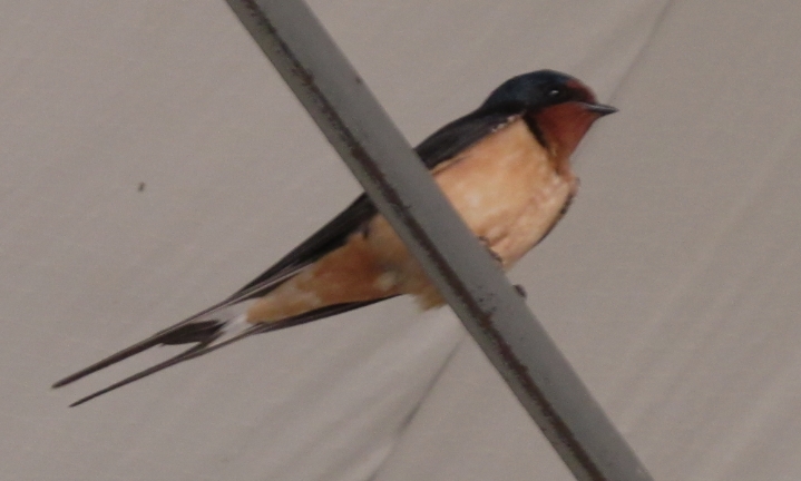 Tyler Morrison’s Bird Watching Guide 1 Barn Swallow