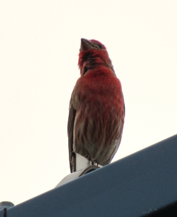 Tyler Morrison’s Bird Watching Guide 2 House Finch
