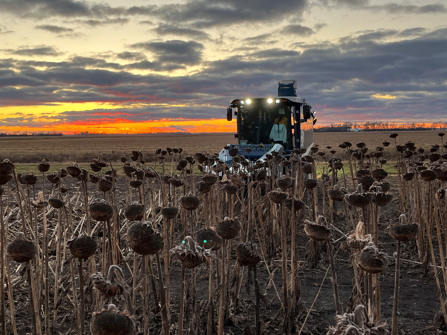 Harvesting sunflowers