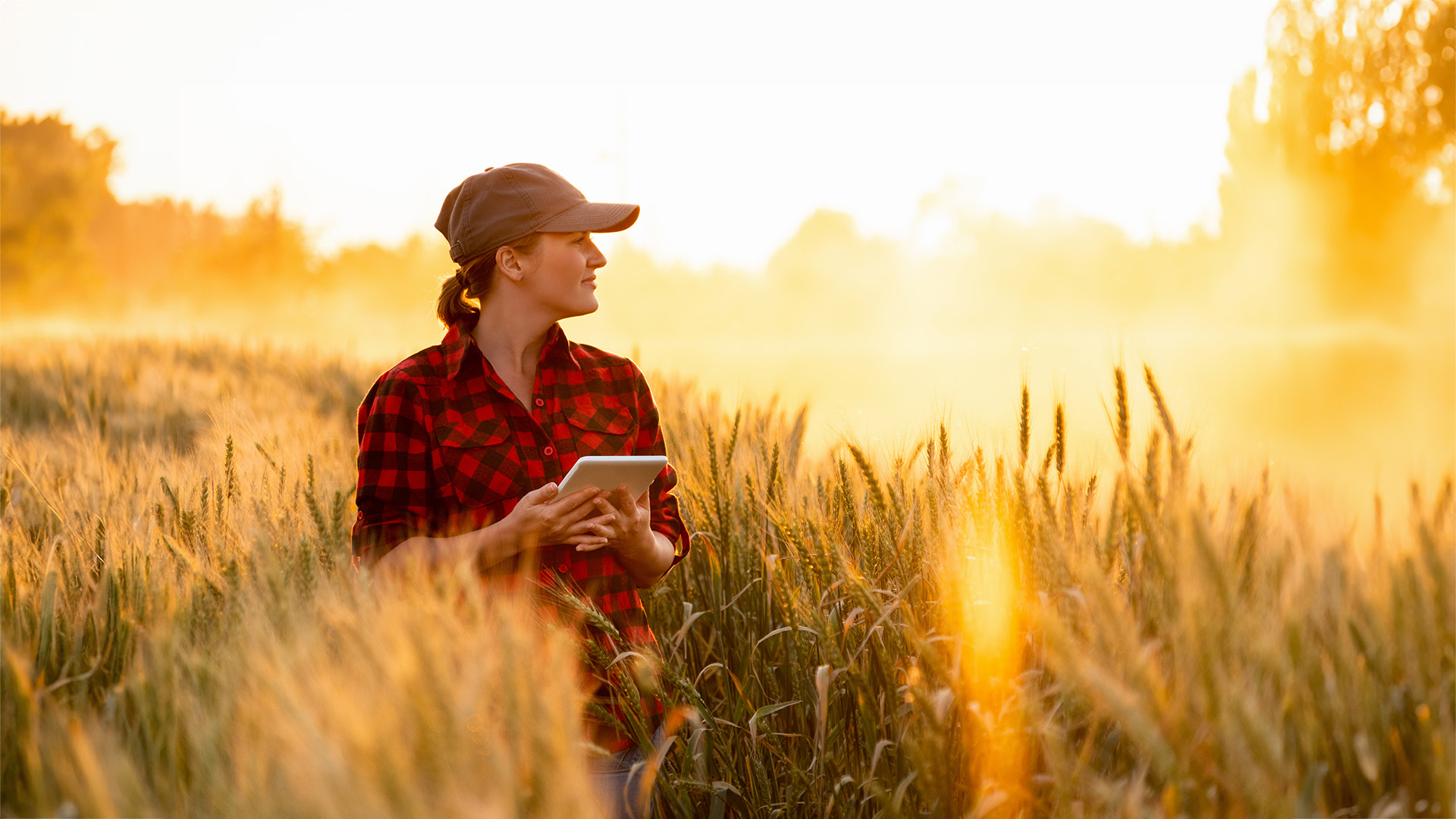 Woman at sunset with tablet in wheat field looking at landscape